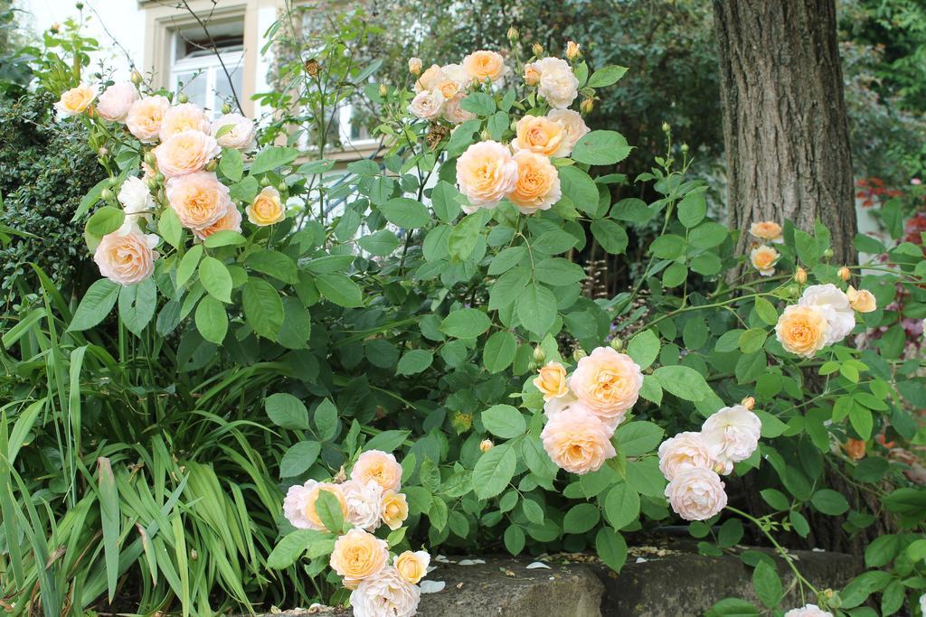 Maison Mille Fleurs Sankt Julian Ngoại thất bức ảnh