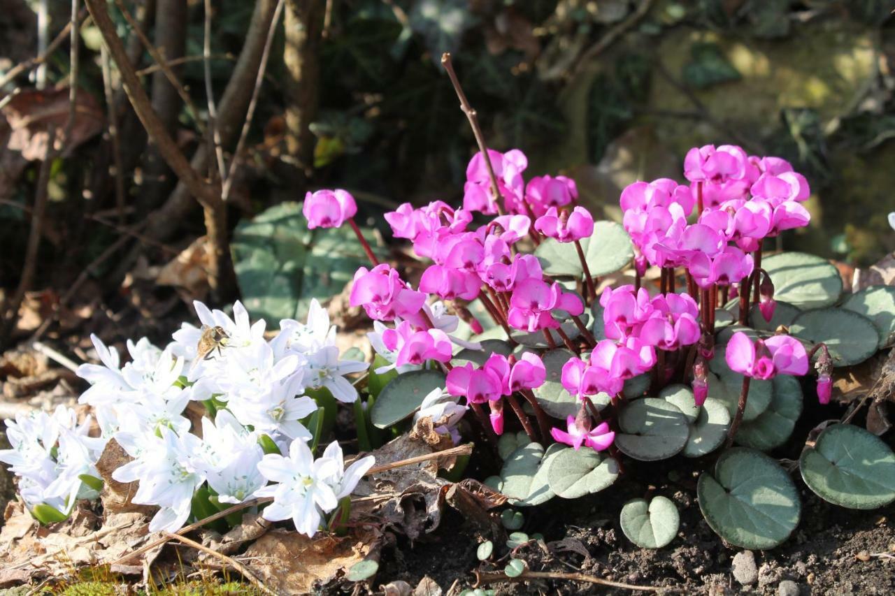 Maison Mille Fleurs Sankt Julian Ngoại thất bức ảnh